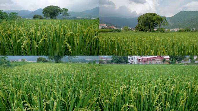 绿色稻田未成熟的稻谷