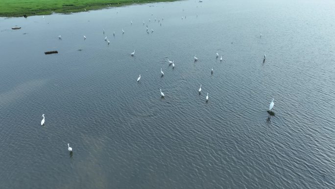 湖泊飞鸟白鹭沼泽湿地干枯的湖泊湖面鸟群飞