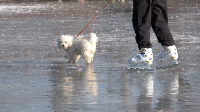 北方冬天野冰滑冰溜冰遛狗