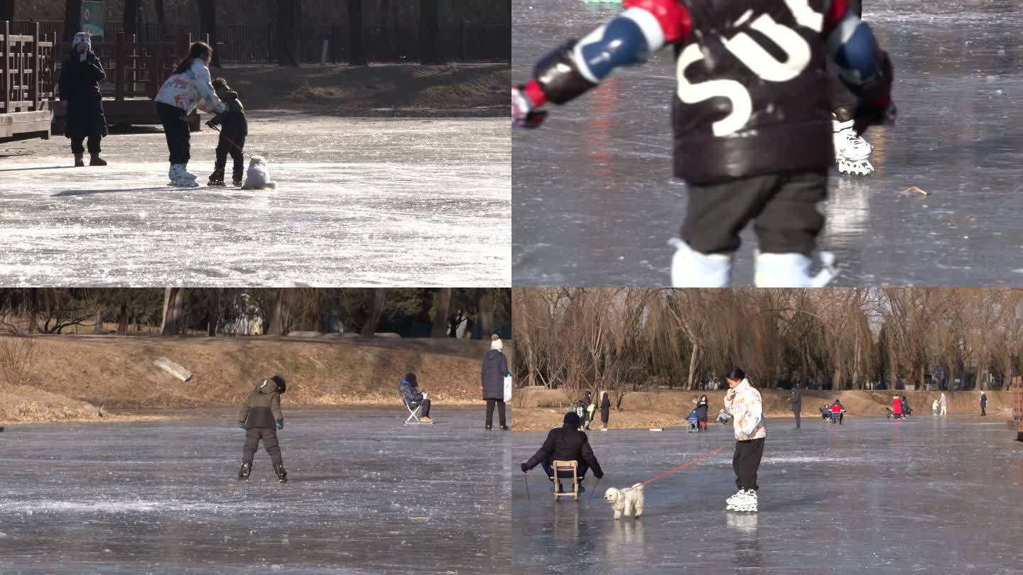 北方冬天野冰滑冰溜冰遛狗