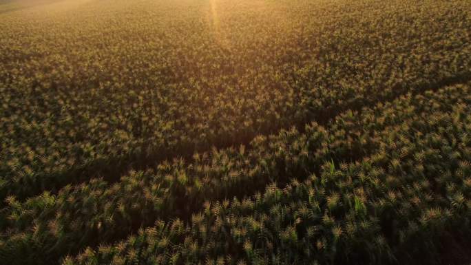 清晨玉米地收割航拍