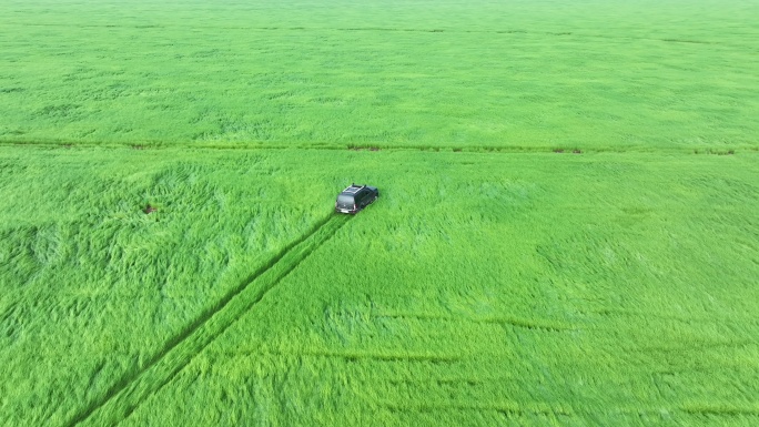 汽车行驶在草原航拍车辆湿地草海中草地行驶