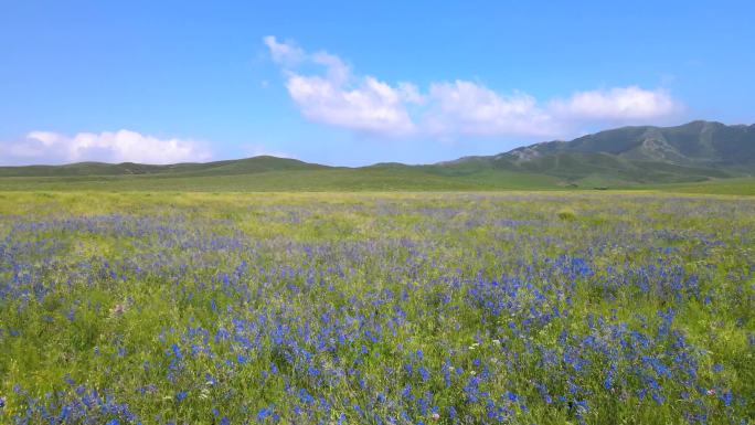 内蒙伊犁草原小野花草原公路