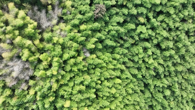 航拍山区毛竹山竹林竹山竹海竹园实拍原素材