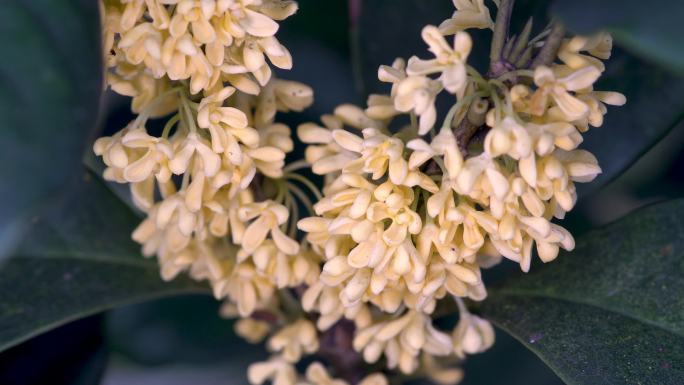 桂花金秋中秋桂花特写