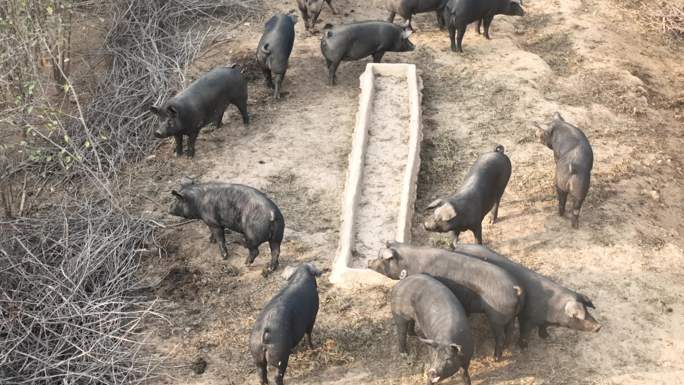 养殖 黑猪 畜牧养殖 航拍素材 觅食