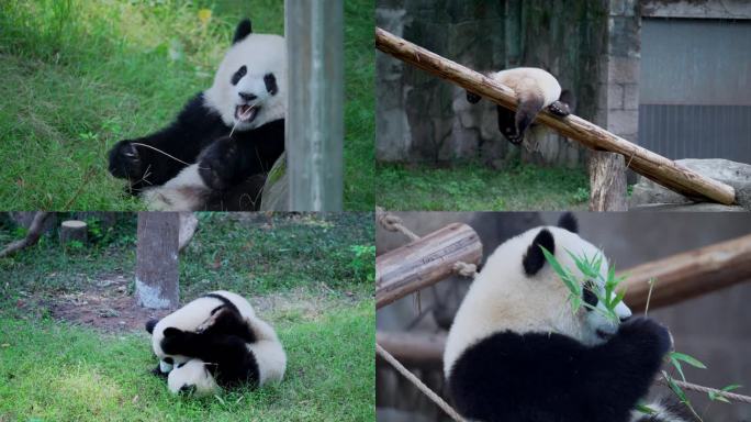 可爱大熊猫渝爱渝可