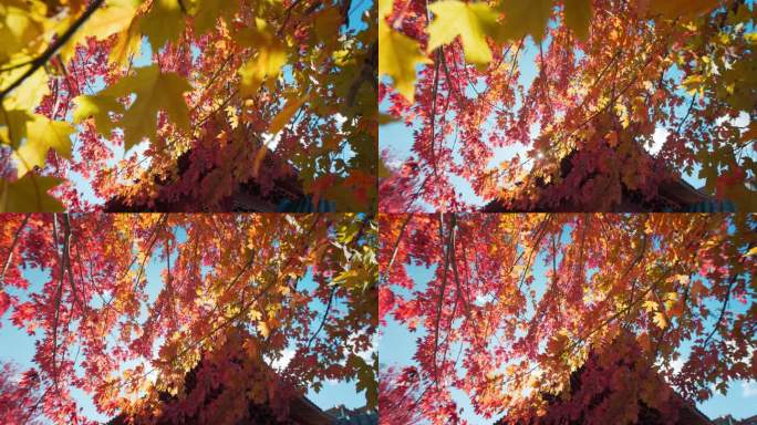 枫叶枫叶屋檐林树叶红叶秋季秋天秋枯叶
