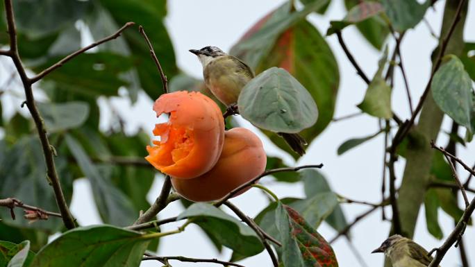 白头鹎鸟吃柿子