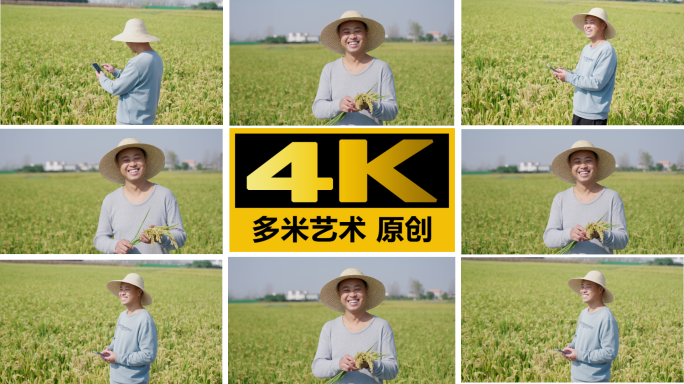 农民拿手机在稻田拍照