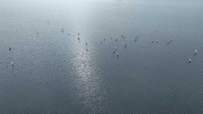 湖泊飞鸟白鹭沼泽湿地干枯的湖泊湖面鸟群飞