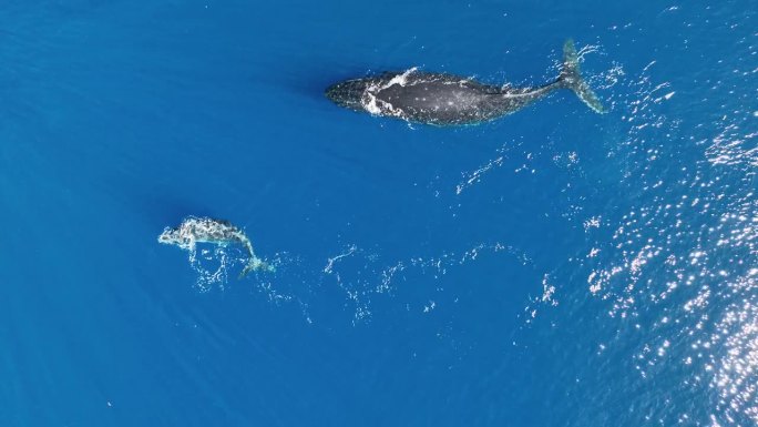 法属波利尼西亚南太平洋岛屿莫奥里亚，一头母座头鲸和幼鲸的俯视图。空中拍摄
