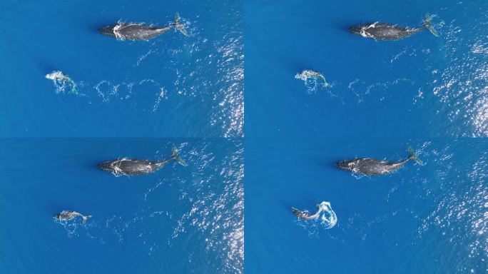 法属波利尼西亚南太平洋岛屿莫奥里亚，一头母座头鲸和幼鲸的俯视图。空中拍摄