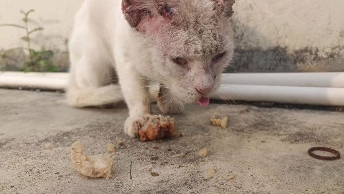 一只可怜的、被遗弃的成年白猫，身上长着癣，快要饿死了，有人小心翼翼地给了它食物，吃得津津有味