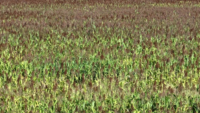 秋天田野高粱地大面积高粱丰收航拍原素材