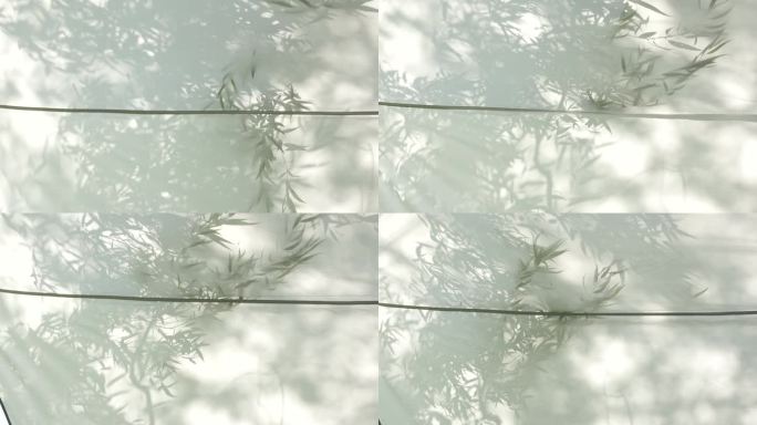 柳树树影