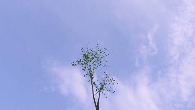 树小树树苗发芽生长长大大树森林三维动画