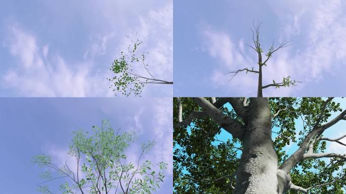 树小树树苗发芽生长长大大树森林三维动画
