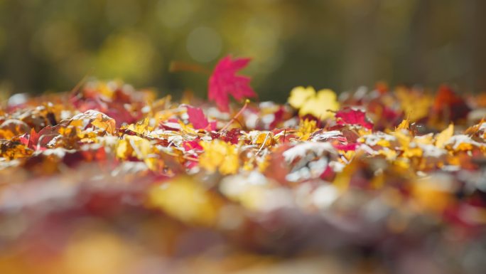 满地的落叶秋季秋天秋立秋枫叶红叶树叶