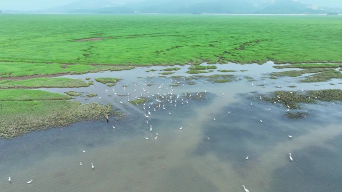 湖泊飞鸟白鹭沼泽湿地干枯的湖泊湖面鸟群飞