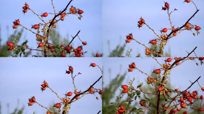 特写镜头。一丛带刺的玫瑰果。鲜红色的成熟玫瑰果。