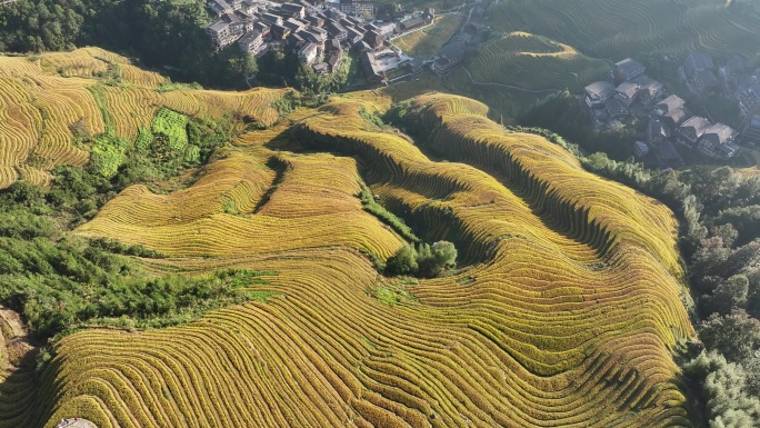 中国广西桂林市龙胜各族自治县龙脊梯田