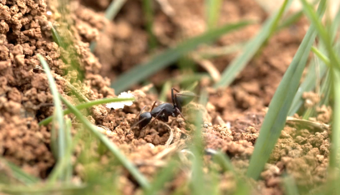黑蚂蚁-1