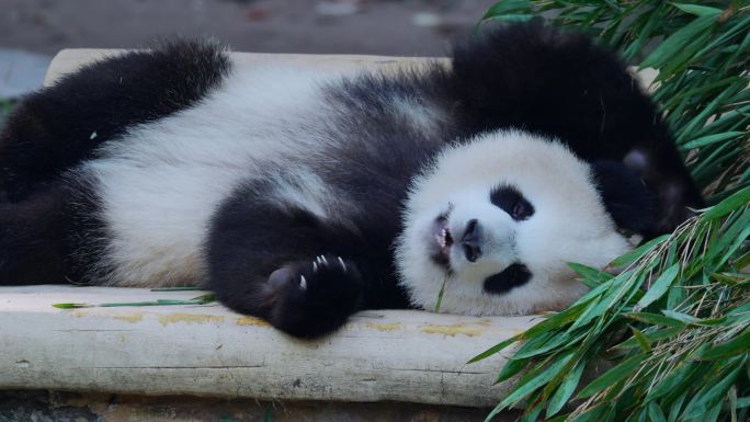 萌宠大熊猫渝爱吃竹叶