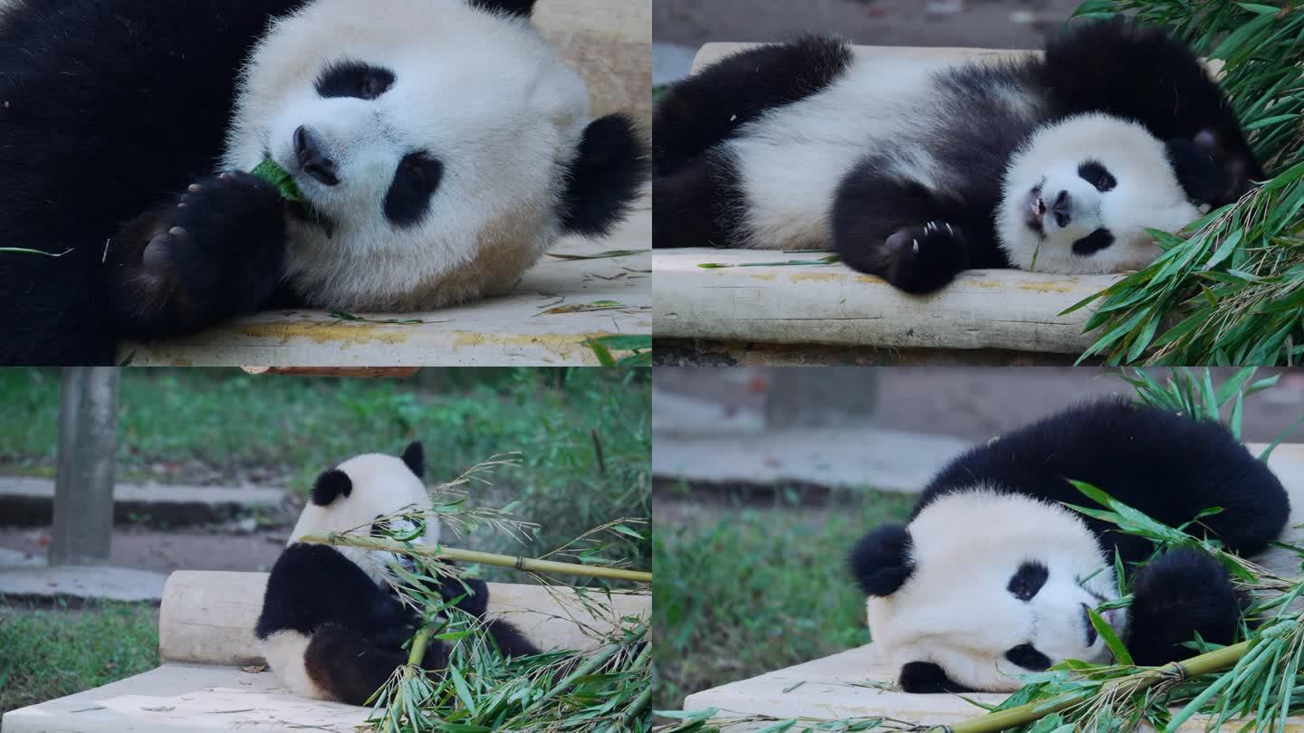 萌宠大熊猫渝爱吃竹叶
