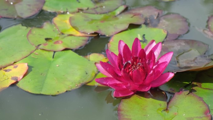 粉色睡莲在UT植物园。粉色帐篷百合。鲜嫩的粉红色睡莲漂在池塘里。