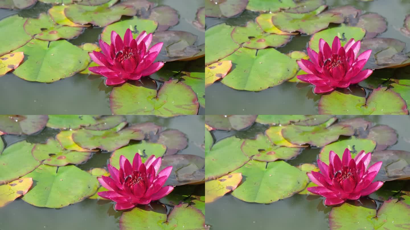 粉色睡莲在UT植物园。粉色帐篷百合。鲜嫩的粉红色睡莲漂在池塘里。