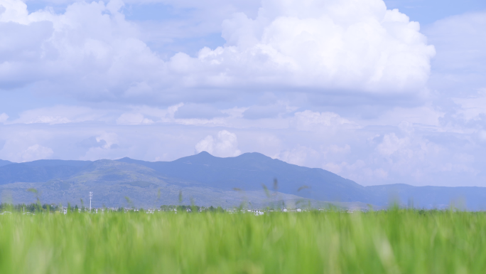 田间风景清新稻田大理治愈风景