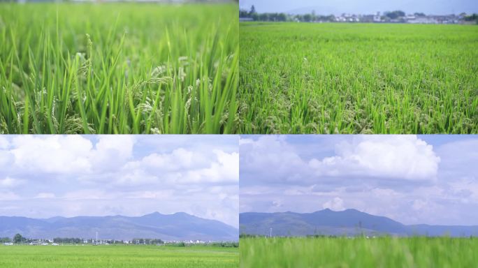 田间风景清新稻田大理治愈风景