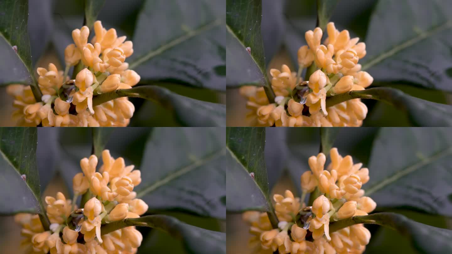 桂花金秋中秋桂花特写