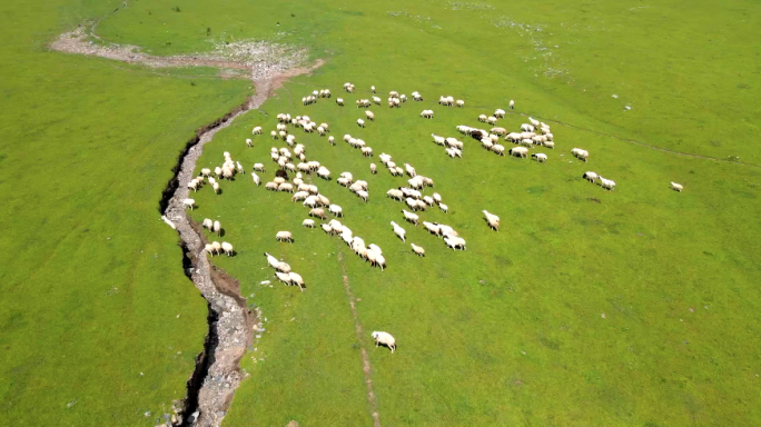 内蒙古科尔沁呼伦贝尔草原伊犁牧羊群
