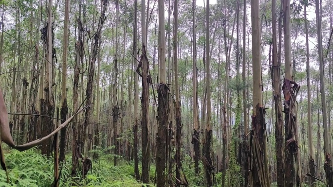 山谷林地神秘热带雨林宁静按树林户外速丰林
