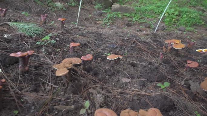 林下种植 野生菌基地