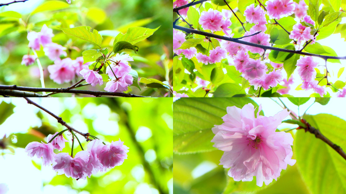 樱花怒放 粉色樱花 春光烂漫 春暖花开