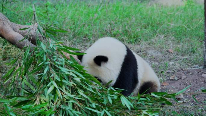 大熊猫渝爱吃竹子
