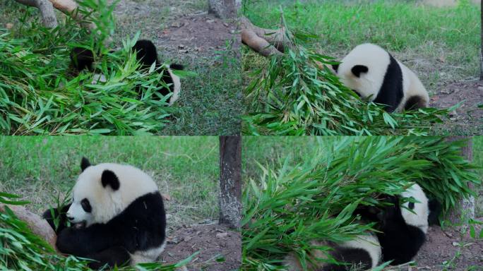 大熊猫渝爱吃竹子