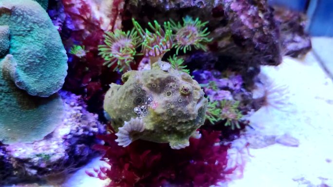 被涂成棕色的蛙鱼躺在珊瑚旁
