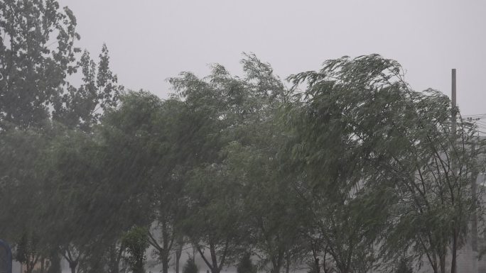 台风暴雨来临时被吹弯的柳树