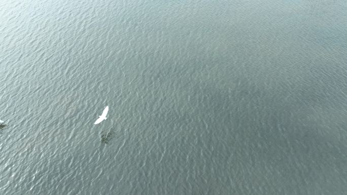 湖泊飞鸟白鹭沼泽湿地干枯的湖泊湖面鸟群飞