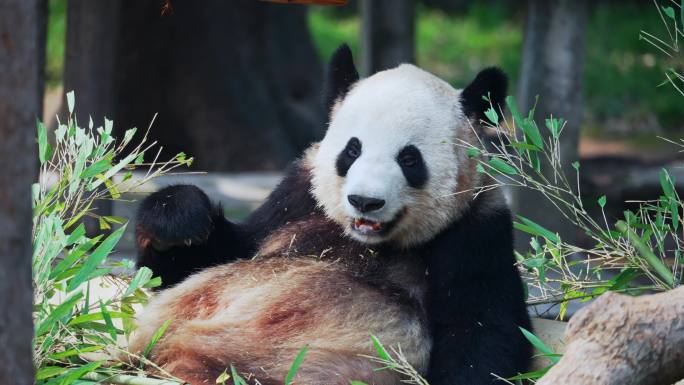 大熊猫二顺吃竹子