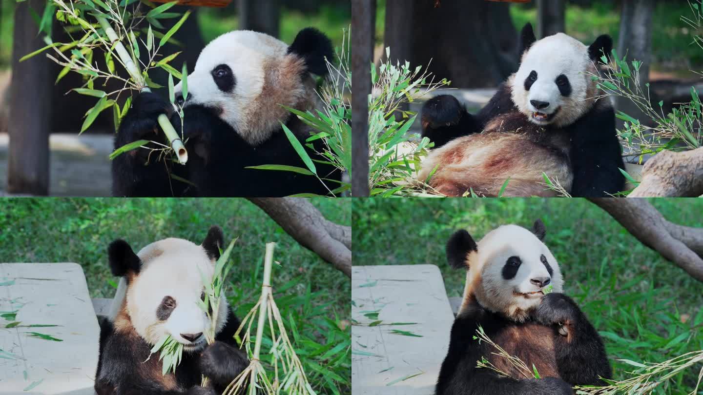 大熊猫二顺吃竹子