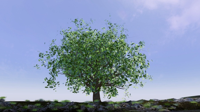 小树树苗树发芽生长长成大树动画茁壮成长