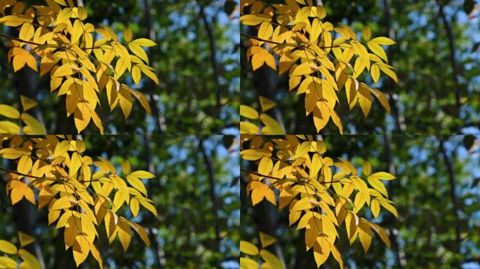 秋天阳光下照射下的黄叶随风飘动