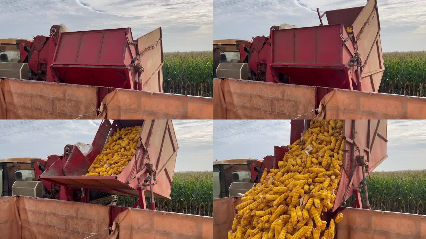 农业丰收玉米装车原视频