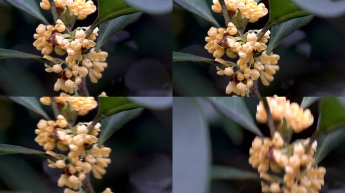 桂花金秋中秋桂花特写