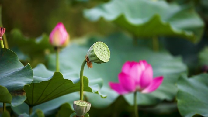 【4K】荷花、莲蓬